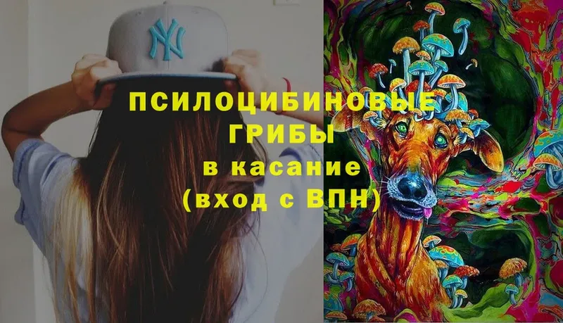 где купить   мориарти как зайти  Галлюциногенные грибы Cubensis  Вязники 